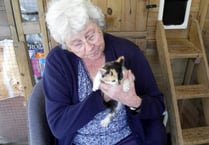 Abandoned kittens rescued in Forest of Dean