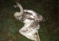 Swan harmed in Ross-on-Wye given chance of recovery with RSPCA