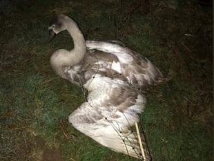Swan harmed in Ross-on-Wye given chance of recovery with RSPCA