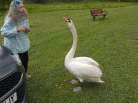 LETTER: Saving the swan