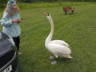 LETTER: Saving the swan