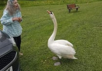 LETTER: Saving the swan