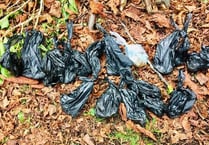 Dog mess disgrace at churchyard