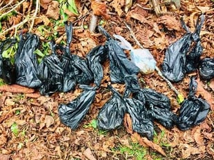 Dog mess disgrace at churchyard