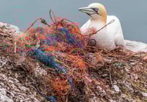 Plastic increasingly harming animals