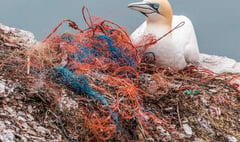 Plastic increasingly harming animals