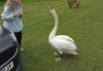 Distressed swan rescued from River Wye