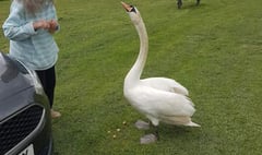 Distressed swan rescued from River Wye