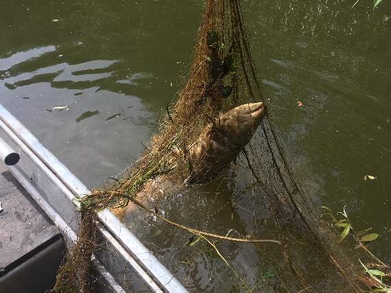 Concerns about illegal fishing on River Wye