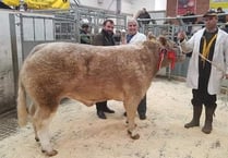 Christmas triumph for Merry Millers