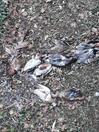 Mystery of dumped animals