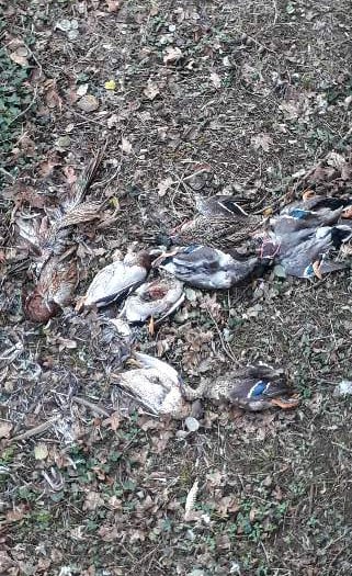 Mystery of dumped animals