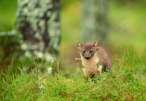 Pine Martens reintroduced in Forest of Dean