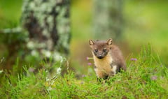 Pine Martens reintroduced in Forest of Dean