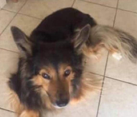 Missing dog is found after more than three weeks