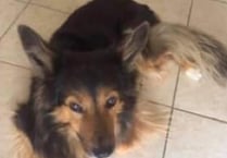 Missing dog is found after more than three weeks