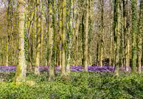 LETTER: Love Your Forest