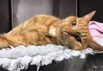 Vets appeal to locate owners of cat
