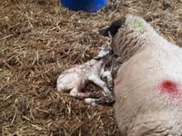 Lambing season begins
