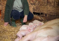 MEP highlights dangers posed by African Swine Fever to British farming