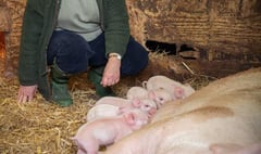MEP highlights dangers posed by African Swine Fever to British farming