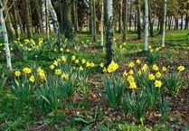 Daffodil Weekend held for 35 consecutive years has been cancelled