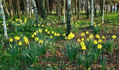 Daffodil Weekend held for 35 consecutive years has been cancelled