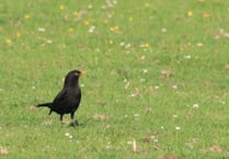 RSPB asks residents to share how nature has supported them during lockdown