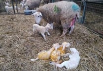 Making sure lambs receive enough milk