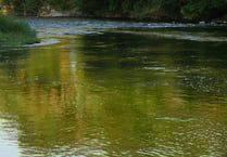 River clean-up measures 'not enough' MP says