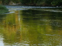 River clean-up measures 'not enough' MP says