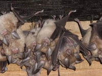 Homes policy 'weakens rare bat protection', claims campaigner