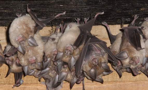 Homes policy 'weakens rare bat protection', claims campaigner