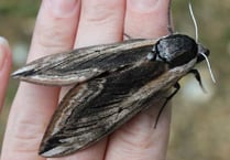 Moth knowledge comes to Walford parish Kerne Bridge
