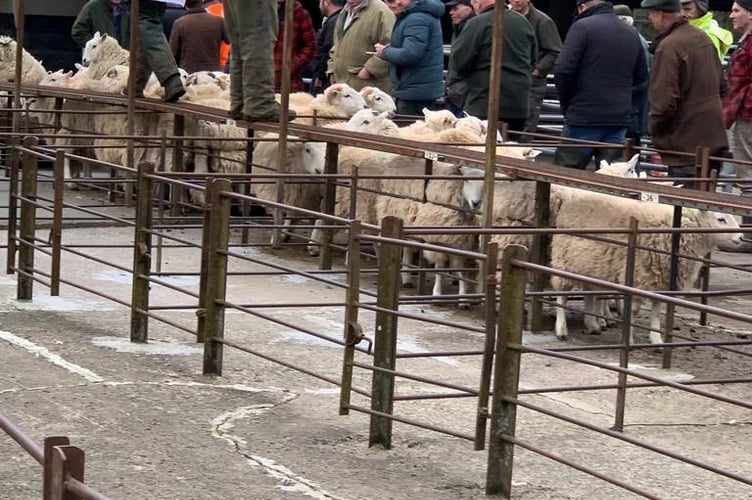 The Livestock Auction for Ukraine at Talybont-on-Usk Livestock Market