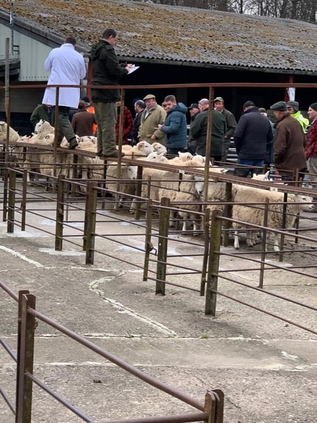 The Livestock Auction for Ukraine at Talybont-on-Usk Livestock Market