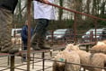 The news on the ewes, Ross Market report