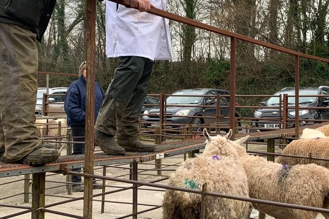 The Livestock Auction for Ukraine at Talybont-on-Usk Livestock Market