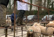 The news on the ewes, Ross Market report