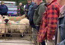 Ross market reports 'strong trade' for cattle and hoggets