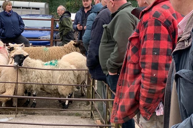 Revellers at the Livestock Auction for Ukraine at Talybont-on-Usk Livestock Market