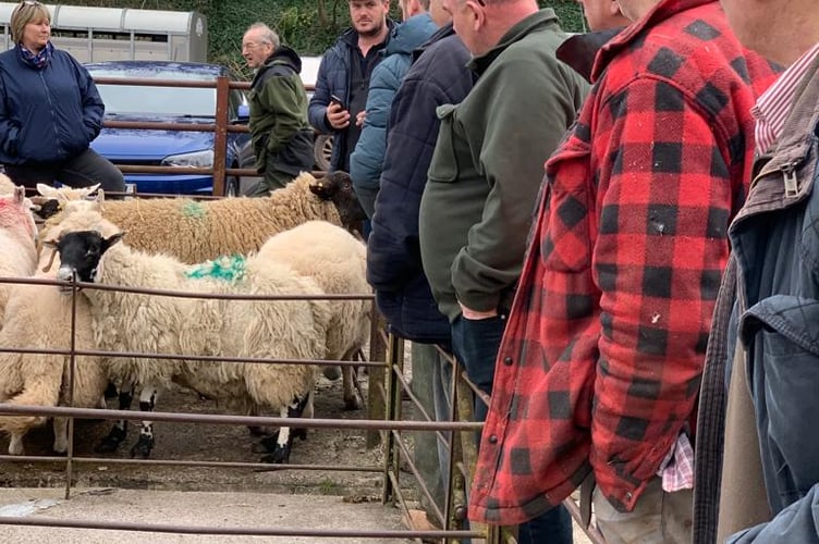 Revellers at the Livestock Auction for Ukraine at Talybont-on-Usk Livestock Market