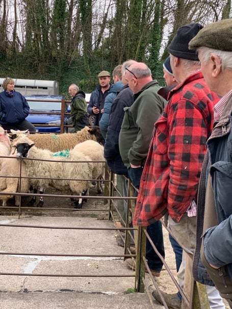Revellers at the Livestock Auction for Ukraine at Talybont-on-Usk Livestock Market