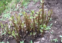 Invasive plants species spotted in Ross-on-Wye
