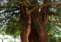 Yew won’t believe it! Ancient tree is listed in royal project