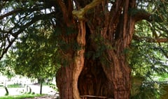 Yew won’t believe it! Ancient tree is listed in royal project