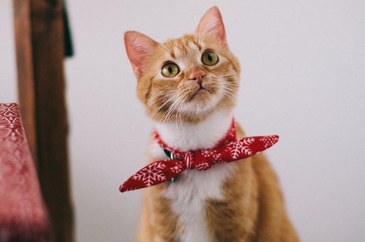 A cat wearing a scarf.