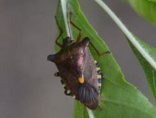 A stink bug.