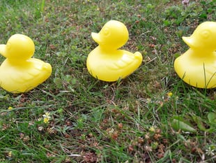 Ducks lining up in a fierce race put on by Bishopswood Village Hall