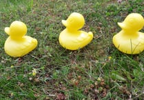 Ducks lining up in a fierce race put on by Bishopswood Village Hall